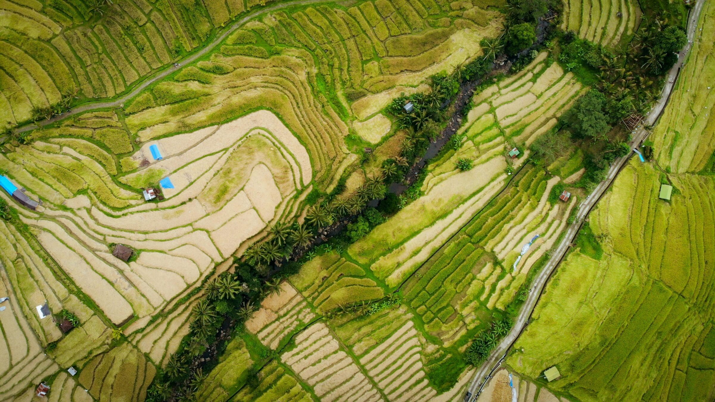 aerial view of Balinese rice terraces