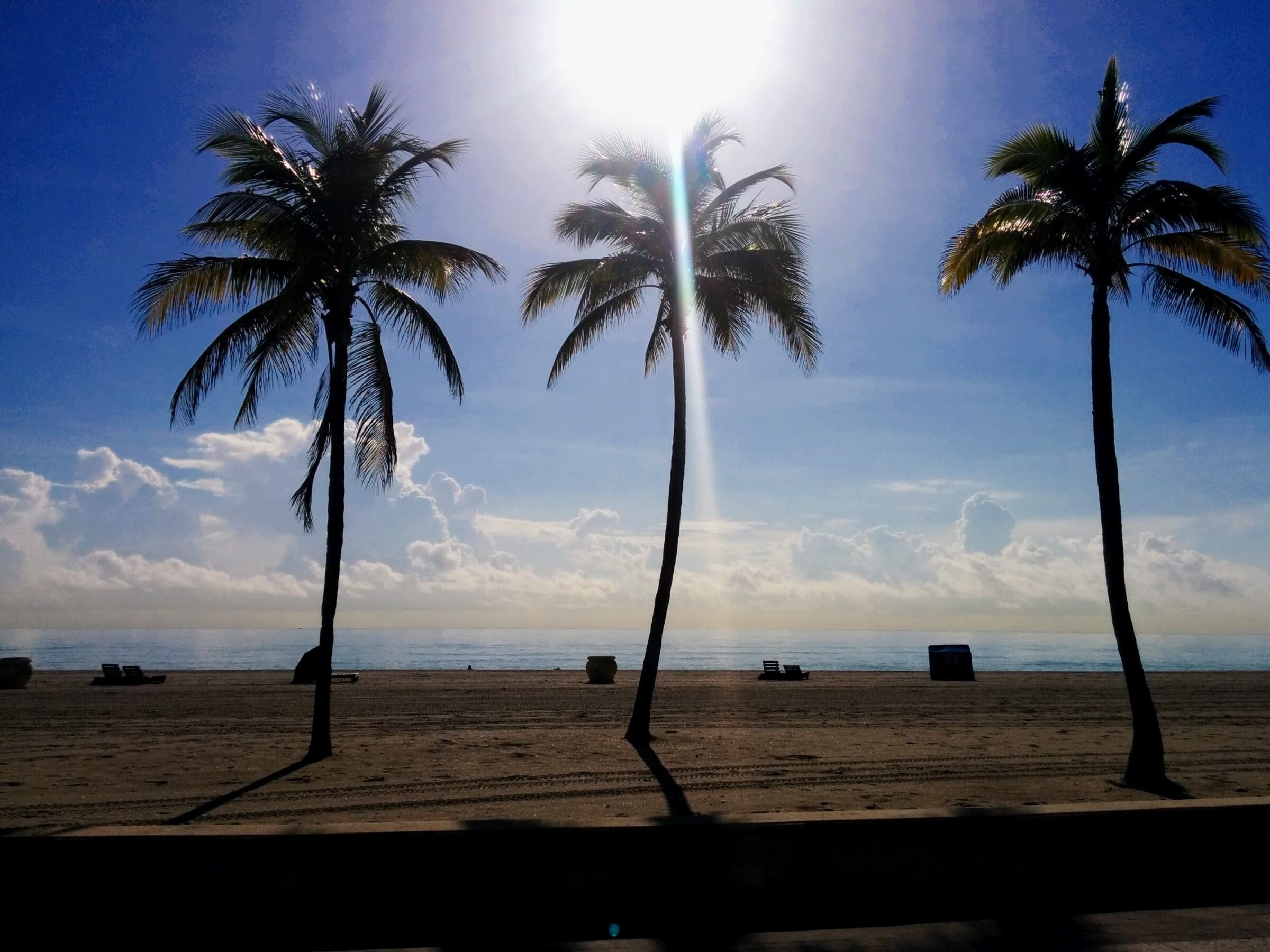 Palm Trees on Ft Lauderdale Beach