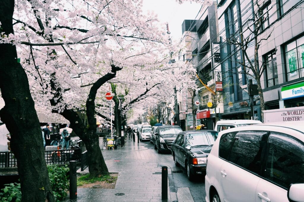 Street with cars and sakura trees with modern buildings