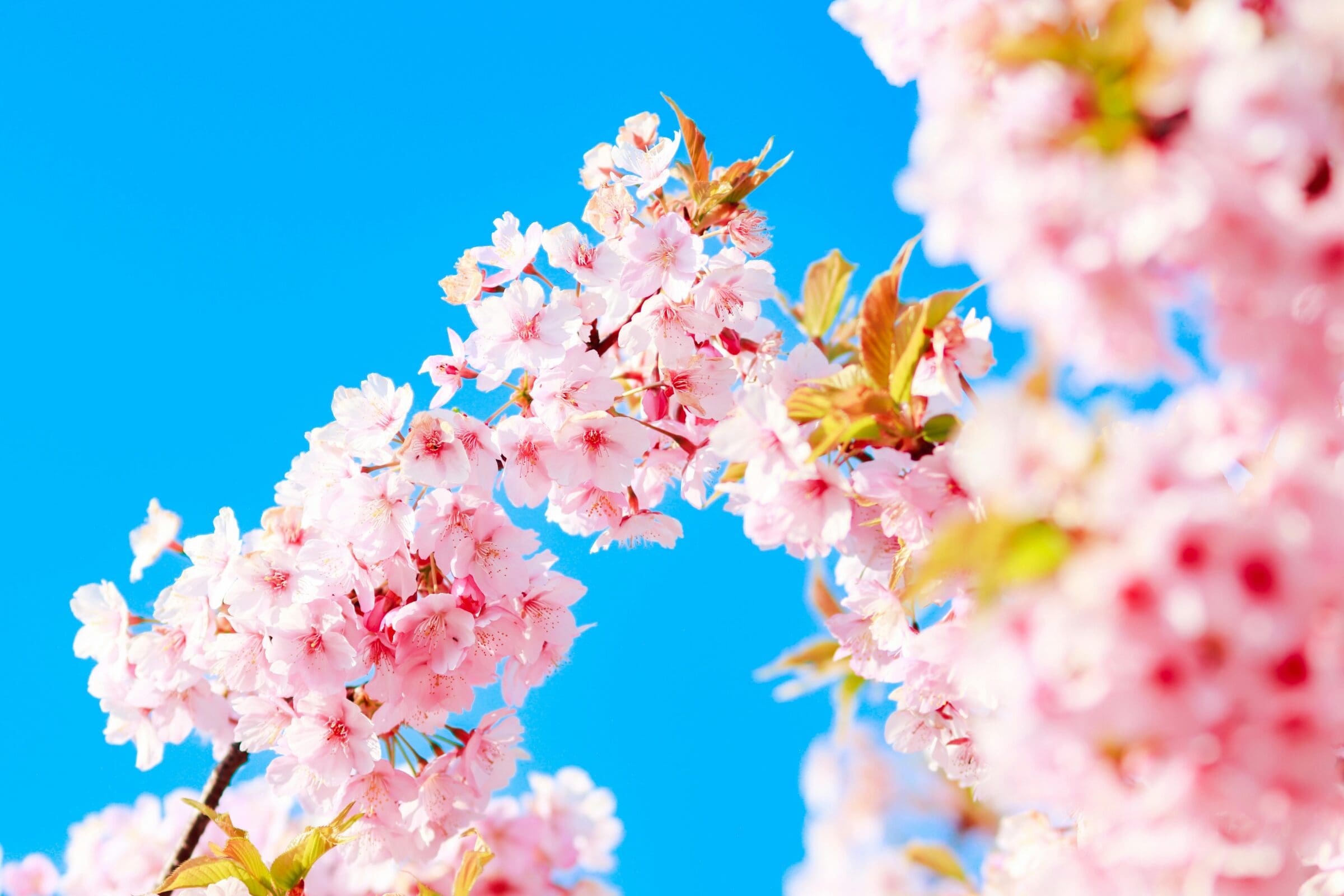 Pink cherry blossoms against the blue sky