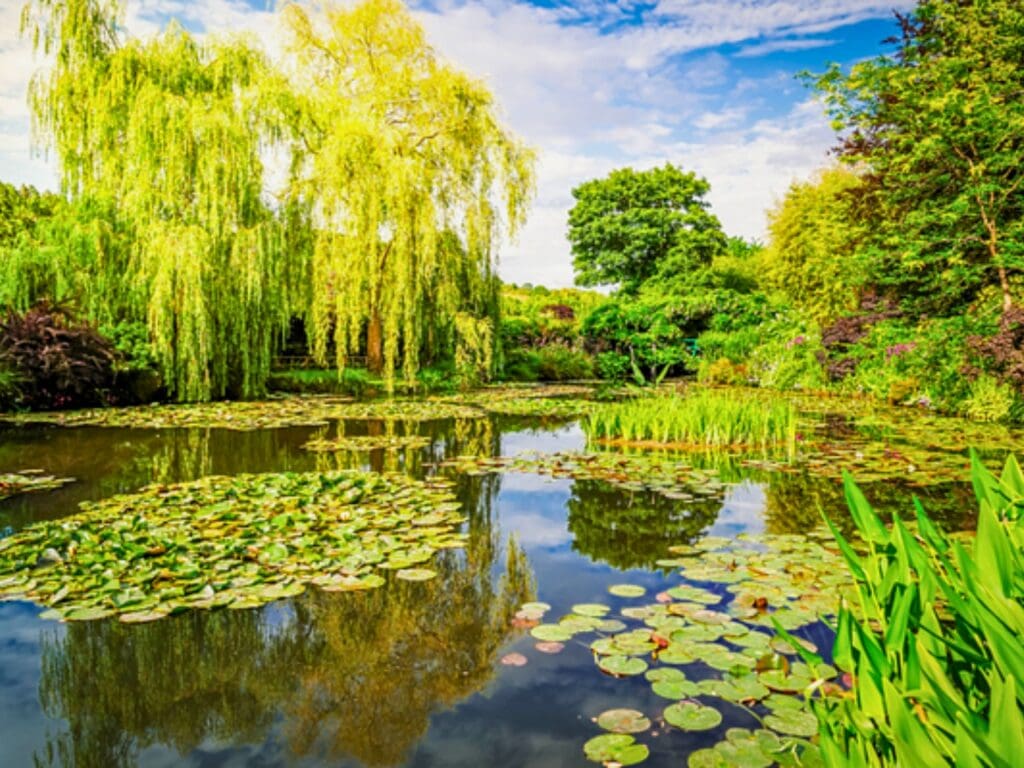 Peaceful garden landscape with a serene pond reflecting greenery and  sky.
